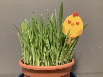 Easter Chicken