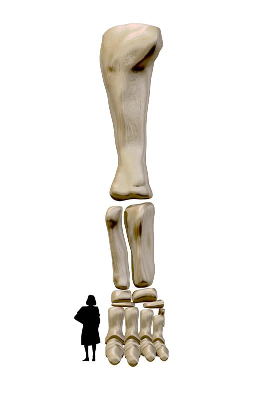 Titanic legs of the Argentinosaurus