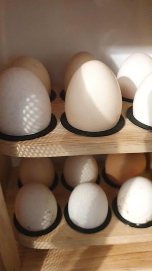 Small Egg Storage Washer