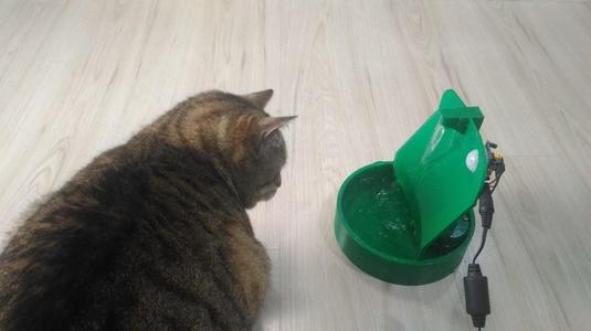 Cat Fountain