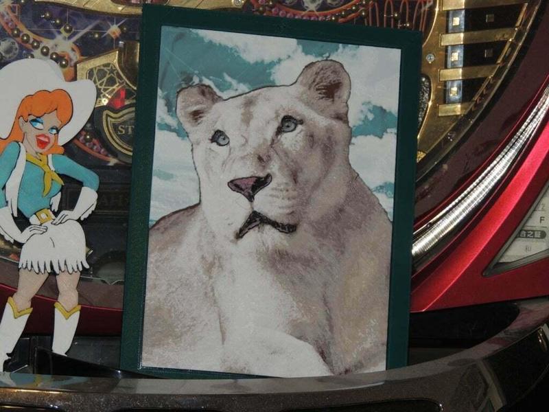 Sheila - Insync Exotics