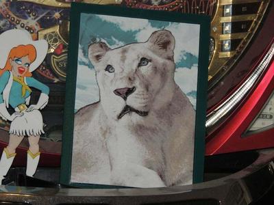 Sheila - Insync Exotics