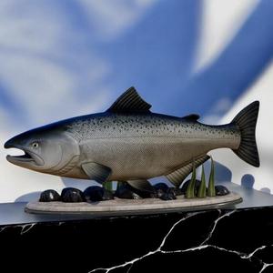 fish salmon chinook / Oncorhynchus tshawytscha statue underwater detailed texture for 3d printing