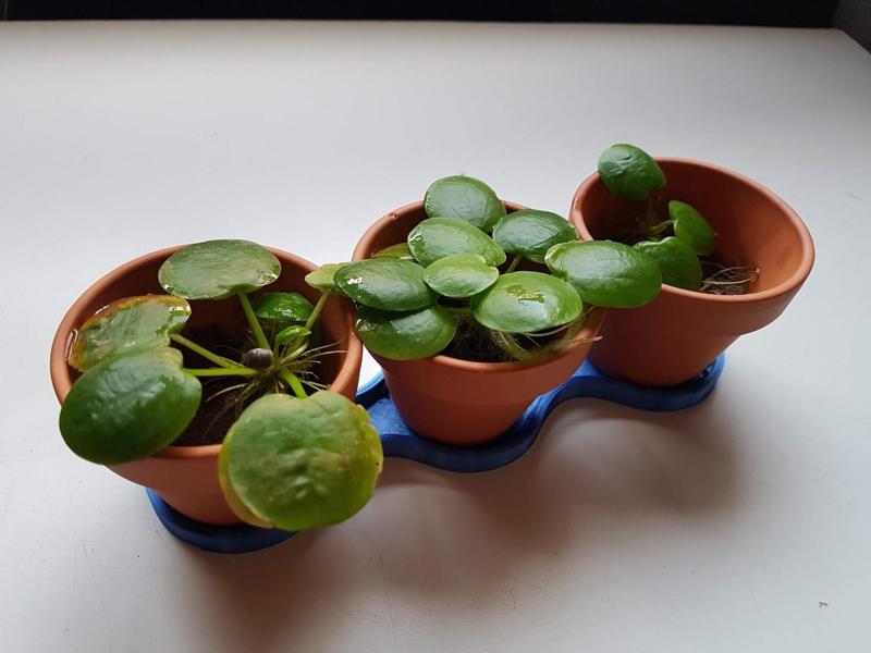 Mini pots to plant