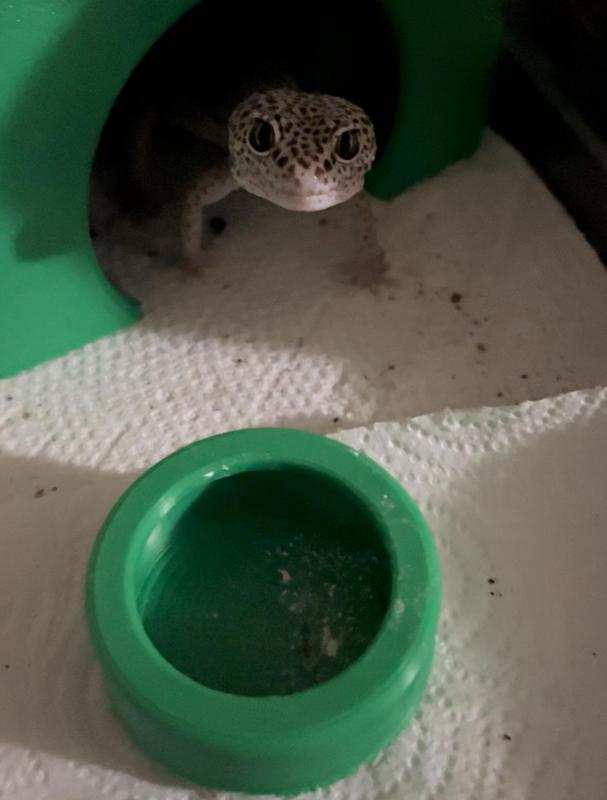 Reptile Feeding Bowl, For Insects