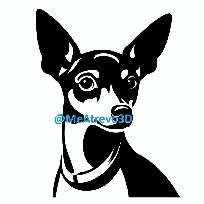 Miniature Pinscher #7