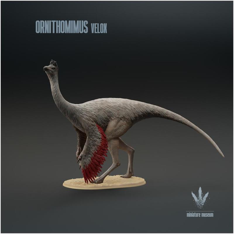 Ornithomimus velox : The Bird Mimic