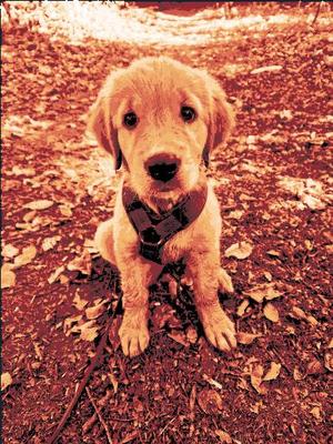 Hueforge - Golden Retriever Puppy