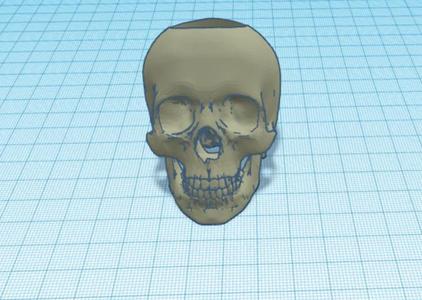 Anatomically correct skull pen holder Need supports