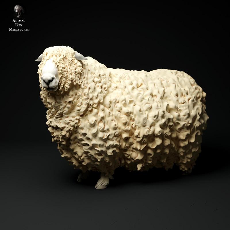 Devon and Cornwall Longwool Ram 2