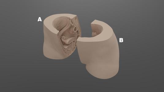 Female reproductive organs model