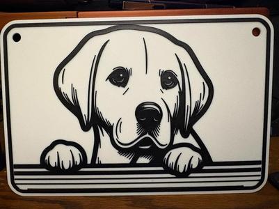 labrador retriever