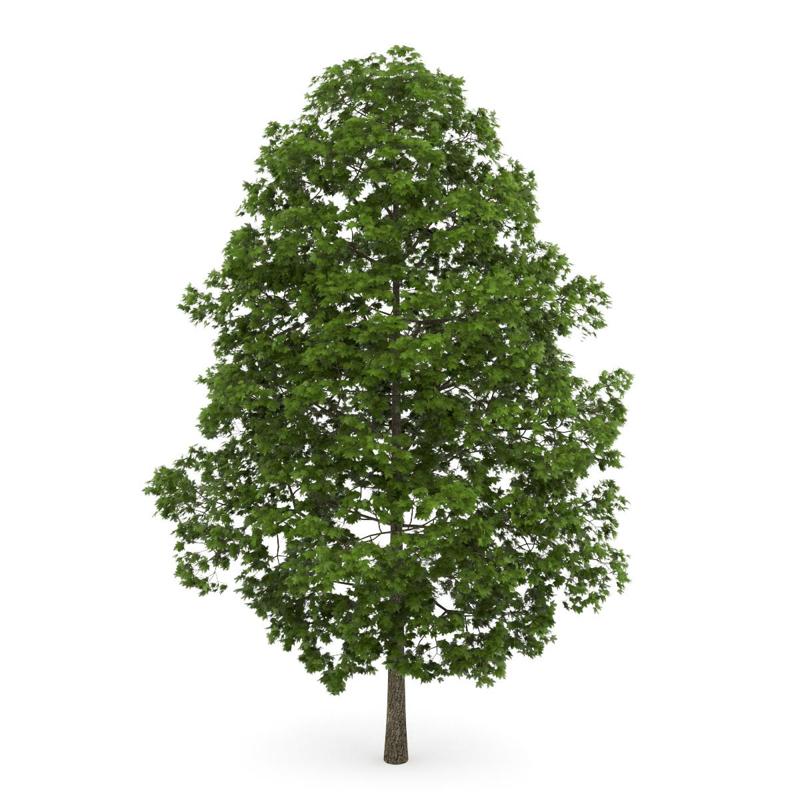 tree 3d model