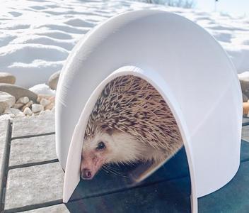 Hedgehog Igloo Hideout House