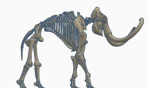 Mammoth skeleton
