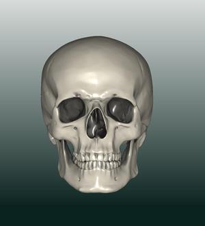 Skull Model