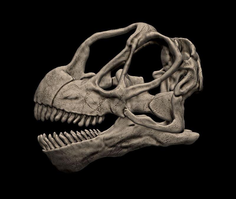 Camarasaurus Skull