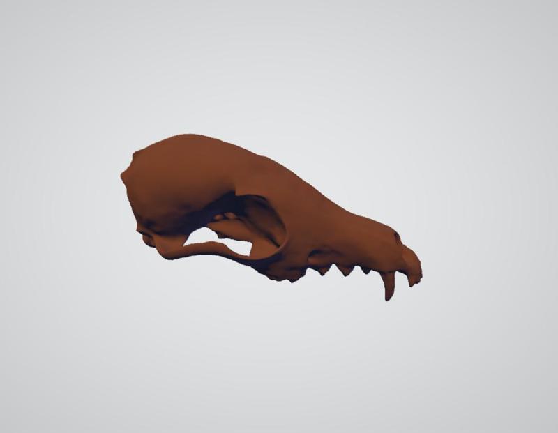 Fox Skull