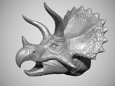 Triceratops  Head