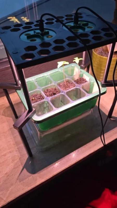 Grow Light Stand   