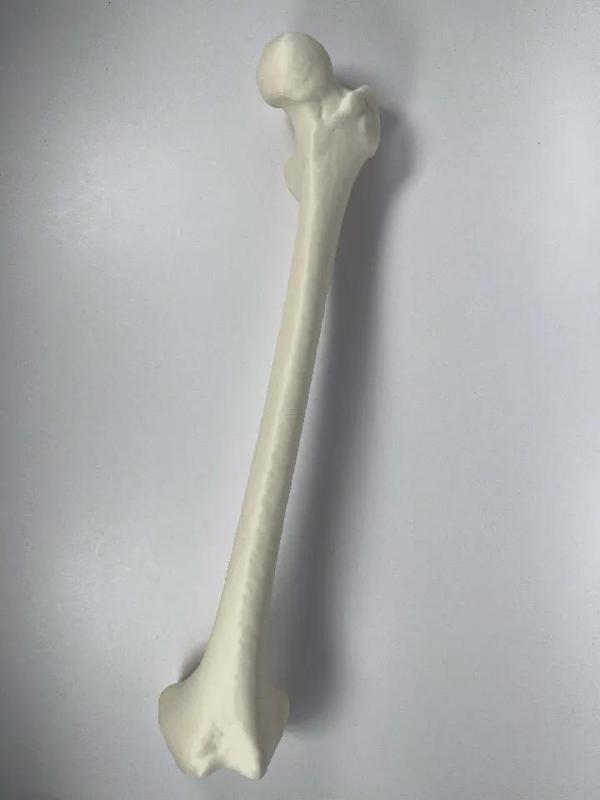 Left Human Femur   