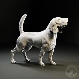 Beagle