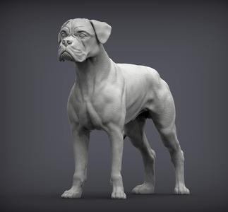 Boxer dog 3D print model