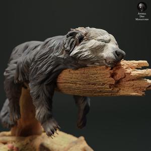 Binturong Sleep
