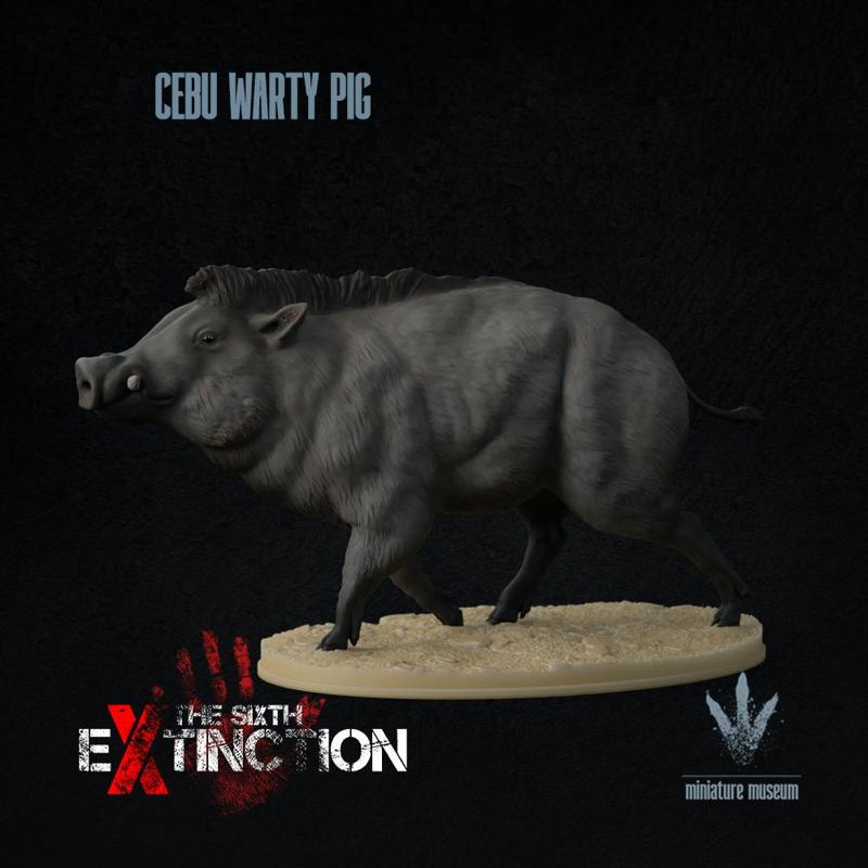 Cebu warty pig : Sus cebifrons cebifrons