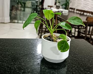 Simple Plant Pot of Dulf