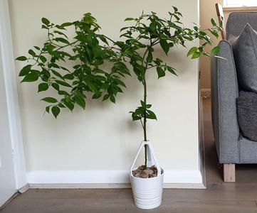 Self watering kit & Tripod for IKEA Muskot 12 cm Plant Pot