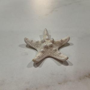 Starfish photogrammetry scan