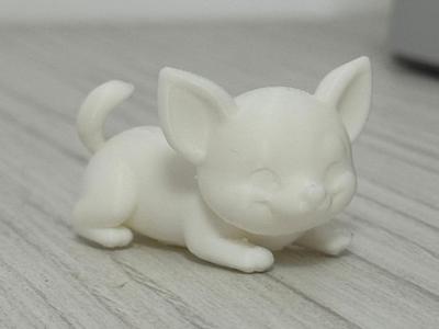 Cute Chihuahua