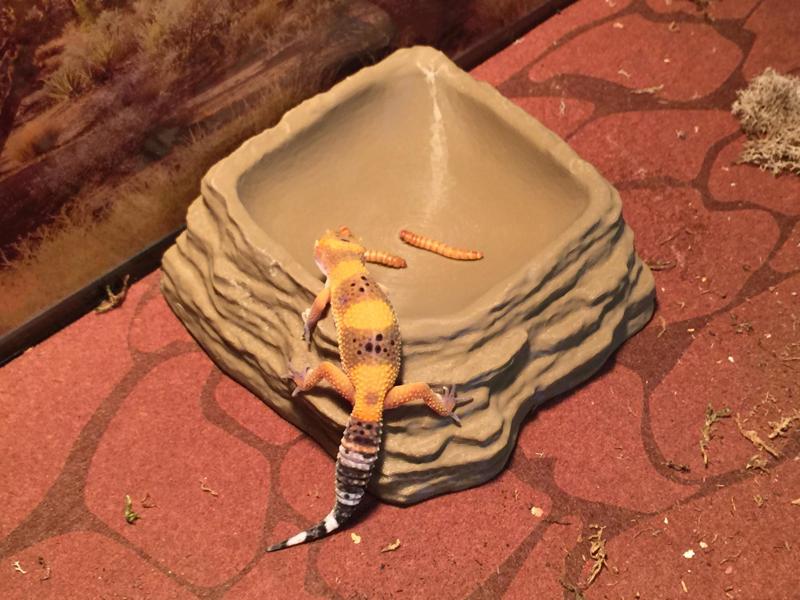 Reptile Bowl