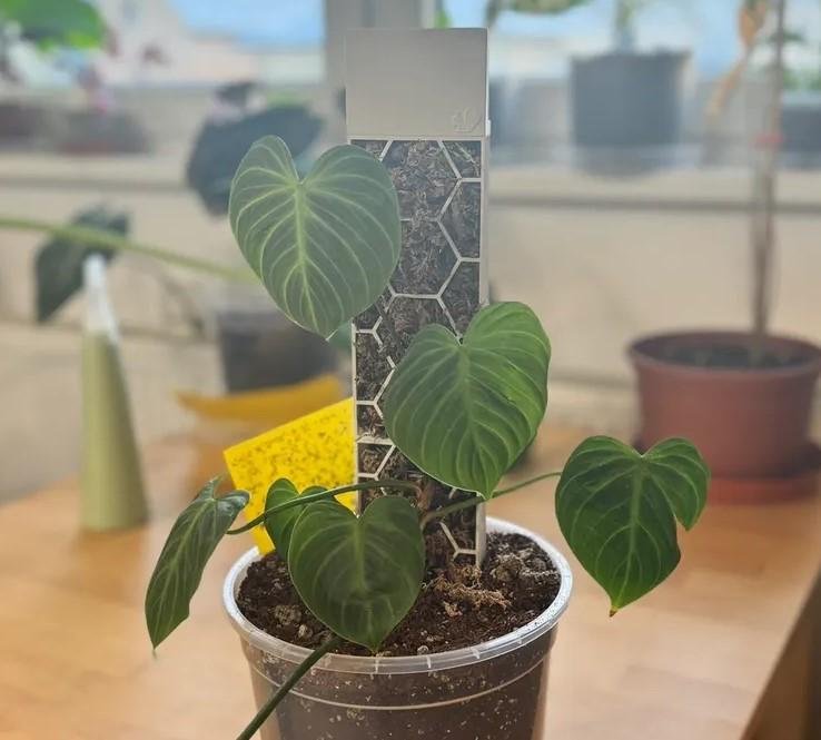 Moosstab Halbrund mit Selbstbeswässerung / Moss Pole half round with self watering system