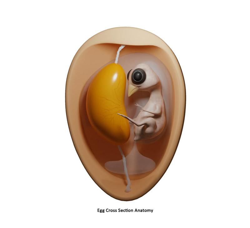 Egg Cross Section Embryo Anatomy