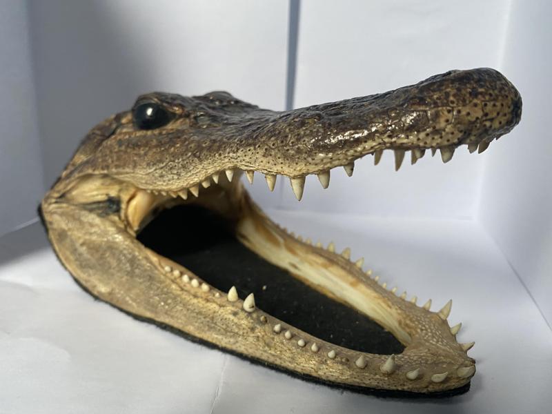 Real Aligator head