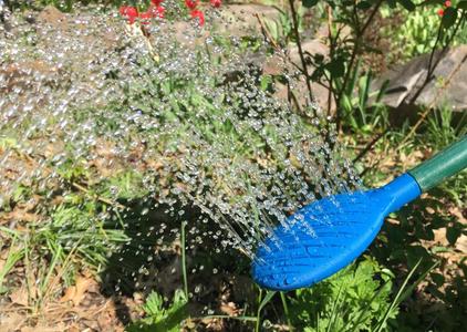 Watering Can Rose