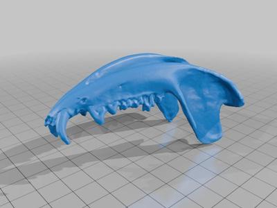 Gamba - Crânio e Mandíbula