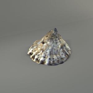 Siphonaria laciniosa