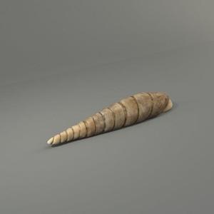 Euphaedusa aculus mokpoensis