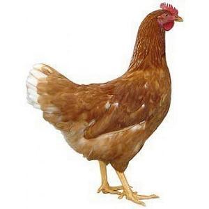 Sliepka / Chicken