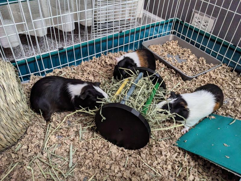 Hay Racks for Small Animals