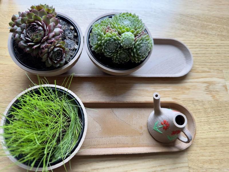 Modern Plant Set - Stylish & Practical