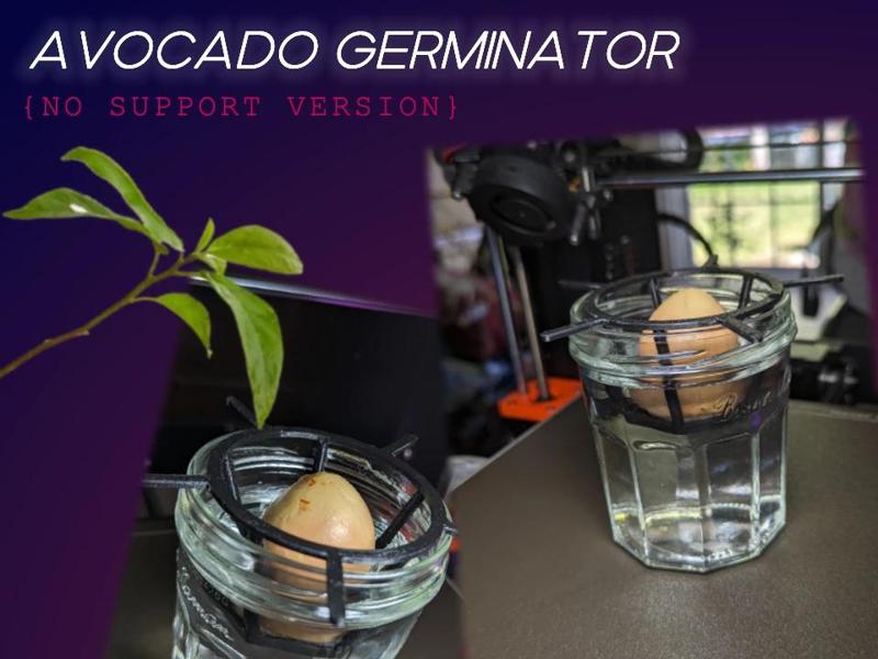 Avocado germinator no supports