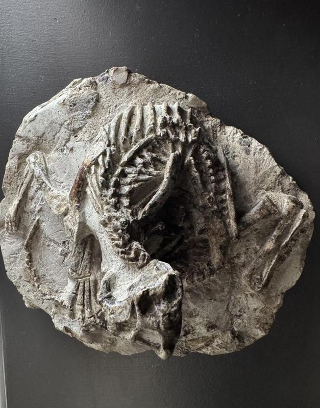 psittacosaurus fossile