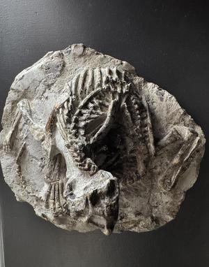 psittacosaurus fossile
