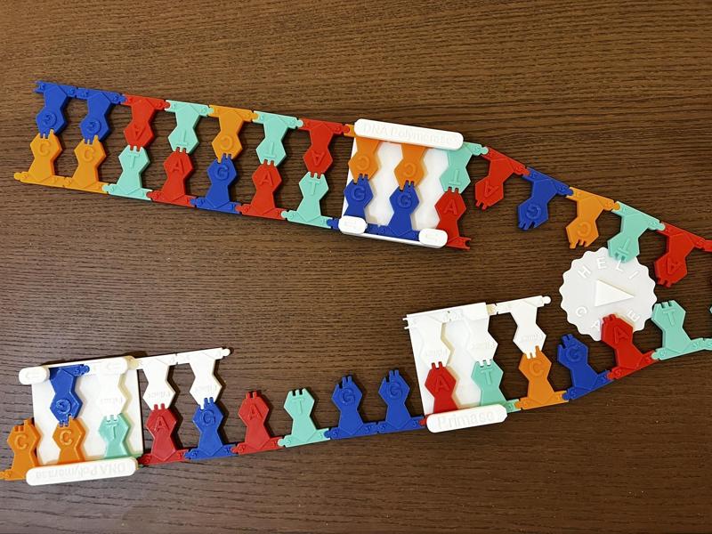 DNA Replication Manipulative