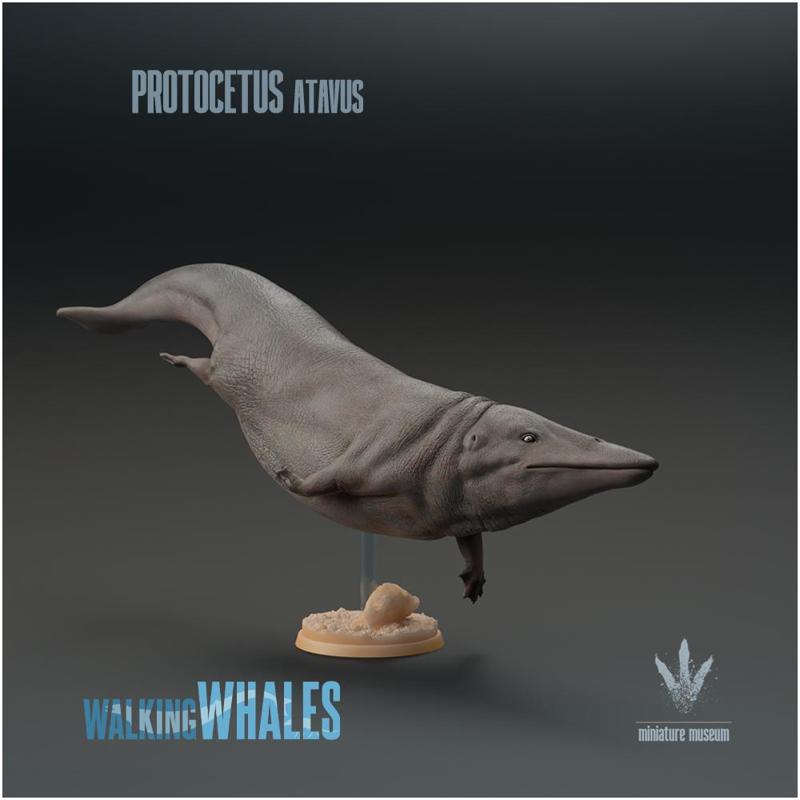 Protocetus atavus : The First Whale