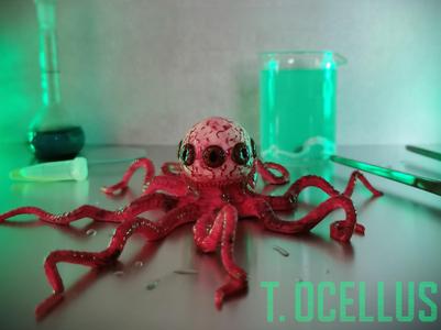 T. Ocellus (Species 64)